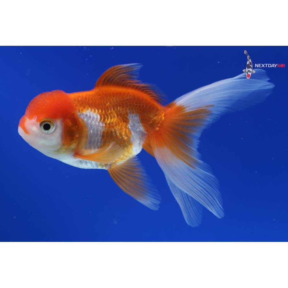 3.5” Imported Red and White Oranda