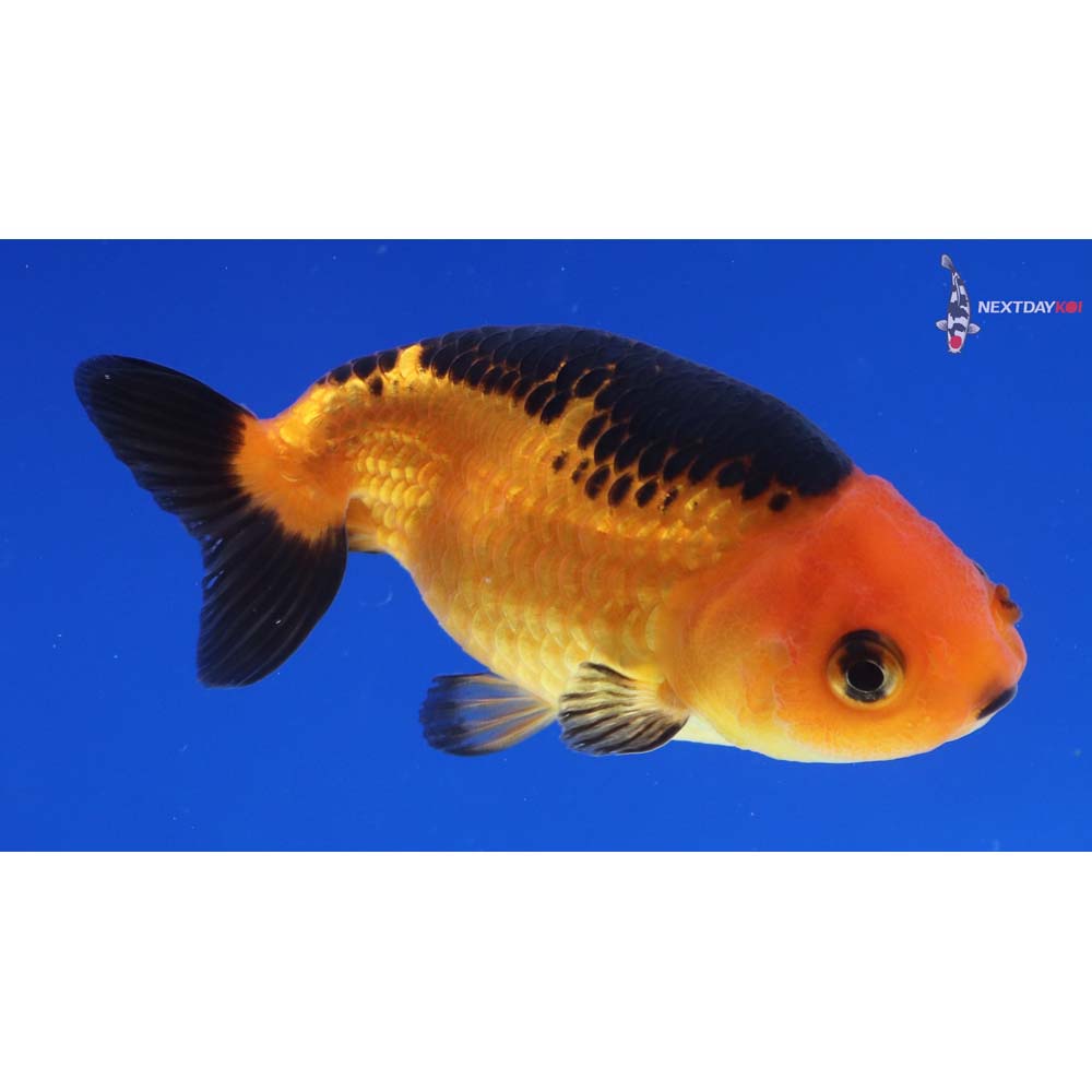 3” Imported Red and Black Ranchu