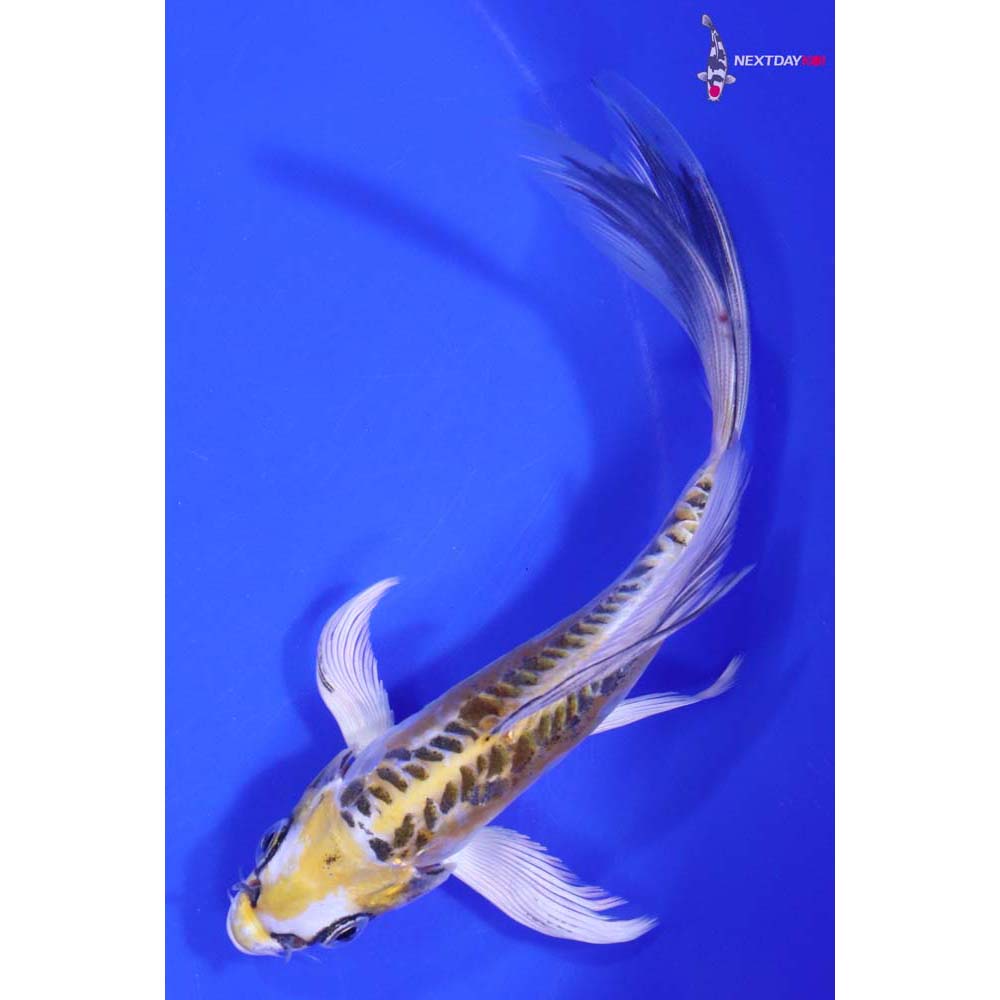 6” Imported Doitsu Kujaku Butterfly Koi