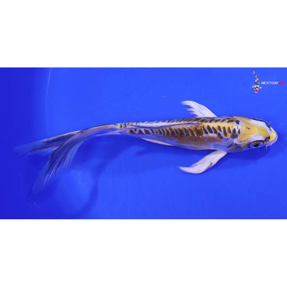 6” Imported Doitsu Kujaku Butterfly Koi
