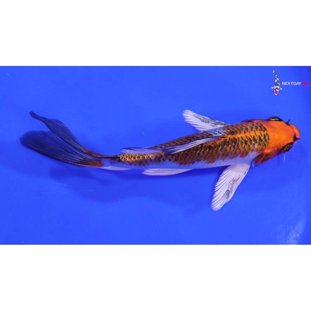 6” Imported Kujaku Butterfly Koi