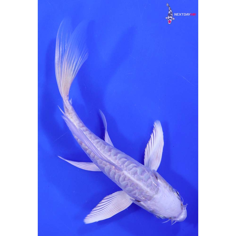6” Imported Doitsu Platinum Ogon Butterfly Koi