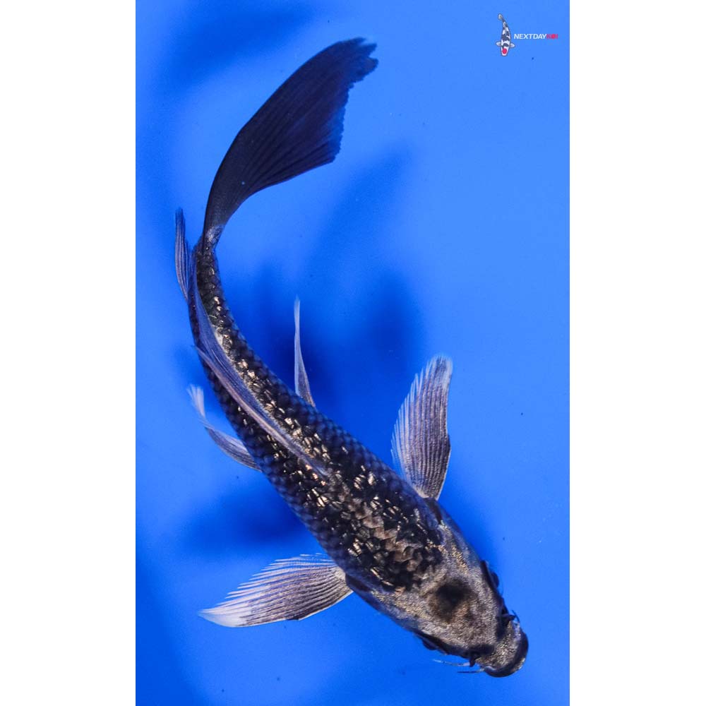 5” Imported Gin Rin Gin Matsuba Butterfly Koi