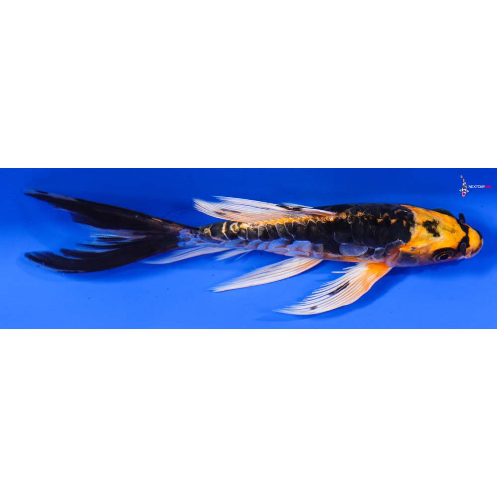 5.5” Imported Kin Kikokuryu Butterfly Koi