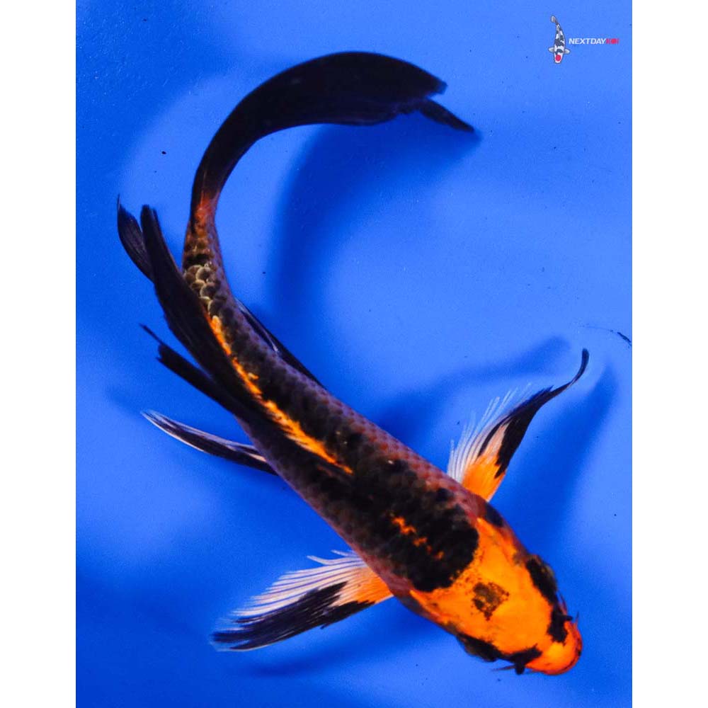 5.5” Imported Orenji Matsuba Butterfly Koi