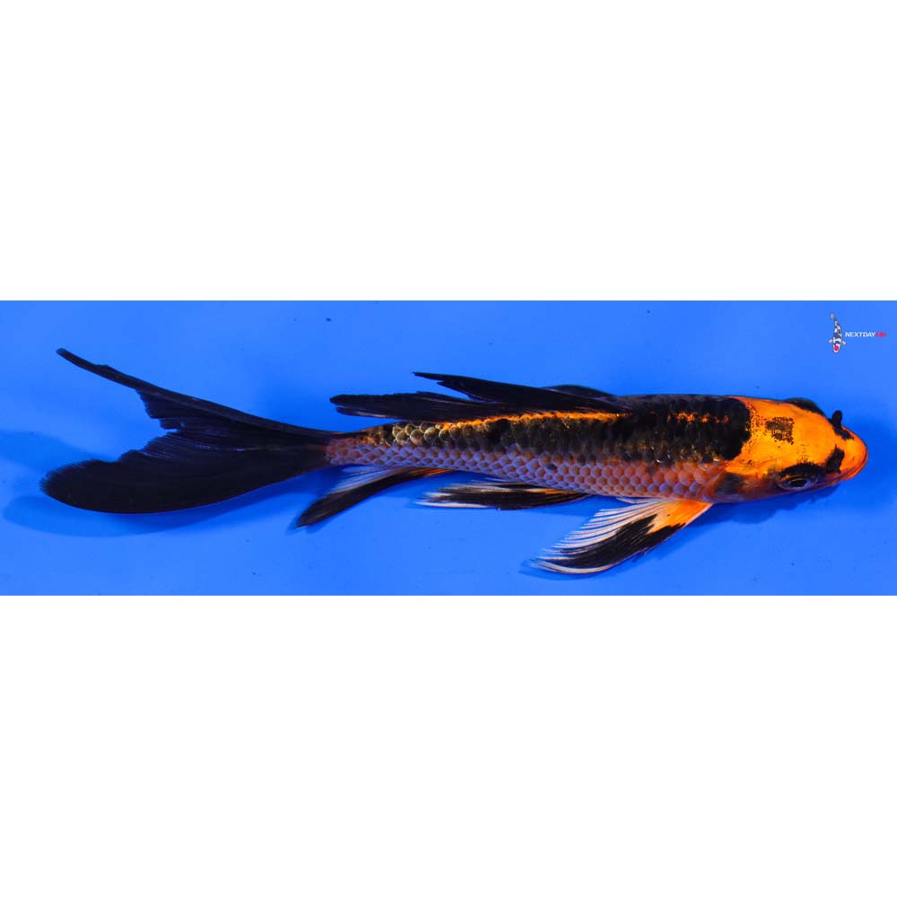 5.5” Imported Orenji Matsuba Butterfly Koi