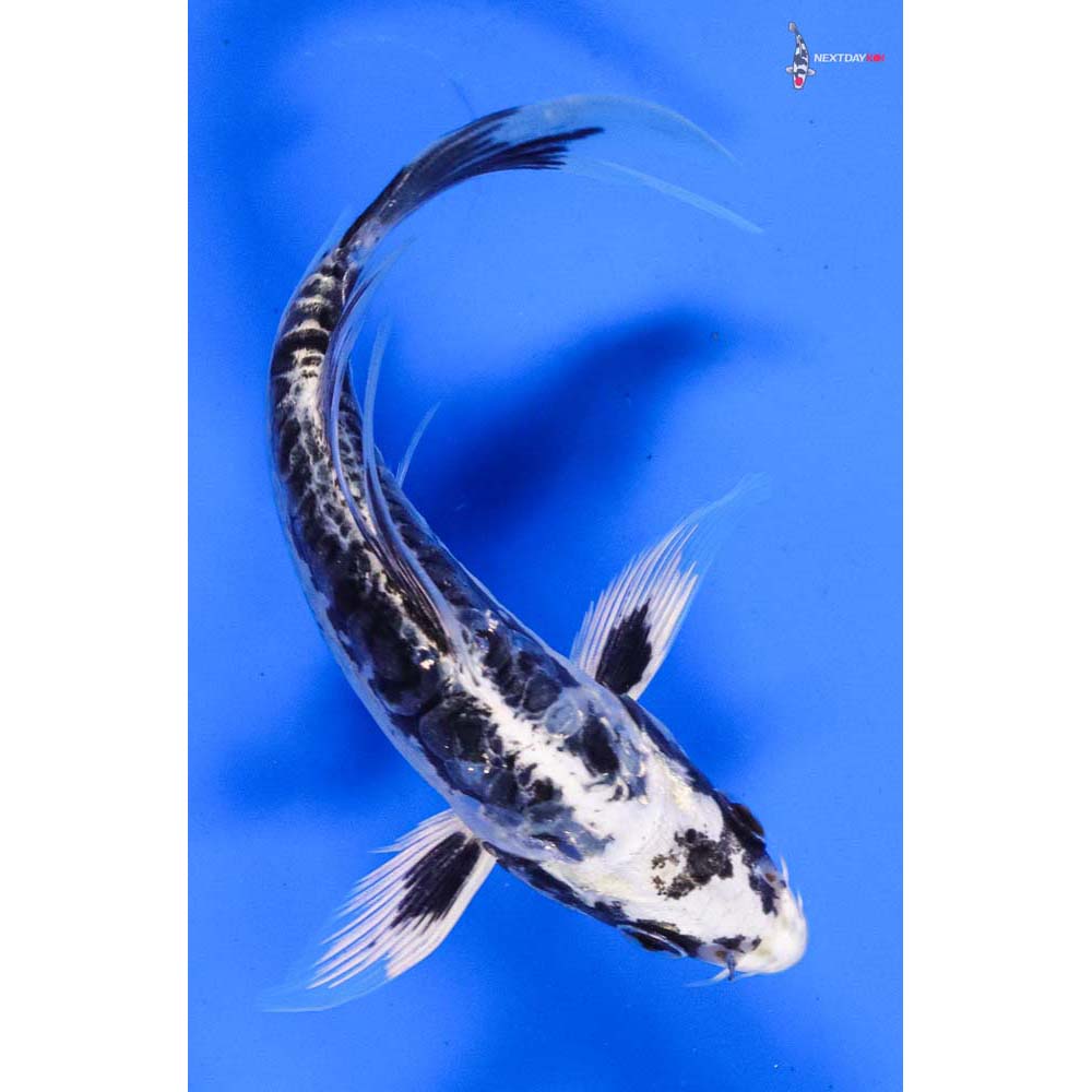 5.5” Imported Kikokuryu Butterfly Koi