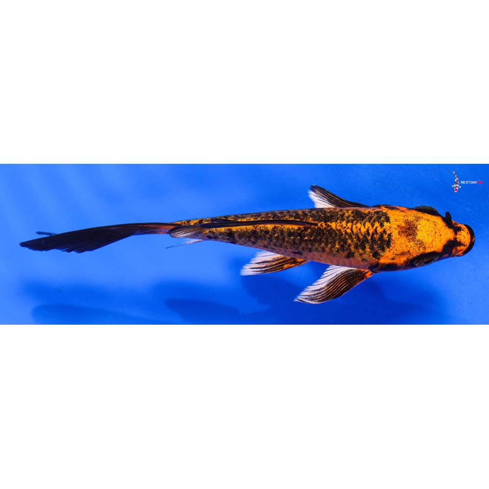 5” Imported Orenji Matsuba Butterfly Koi