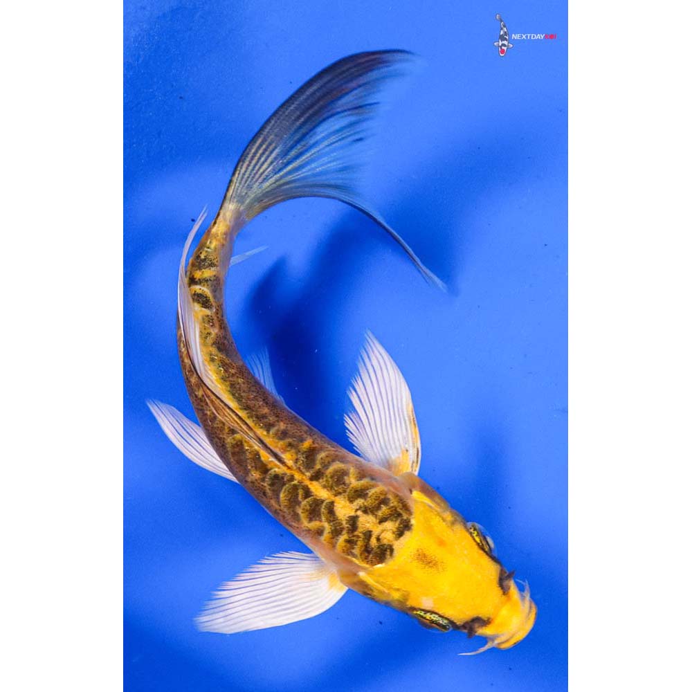 5.5” Imported Ki Matsuba Butterfly Koi