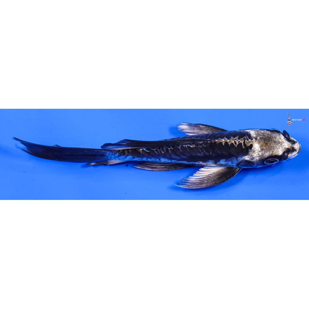 6” Imported Kikokuryu Butterfly Koi