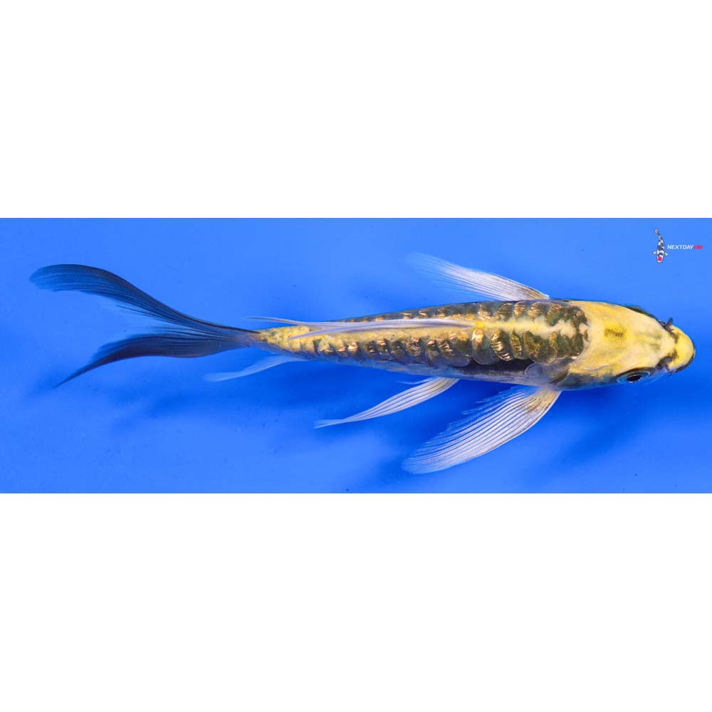 6” Imported Gin Rin Kin Kikokuryu Butterfly Koi