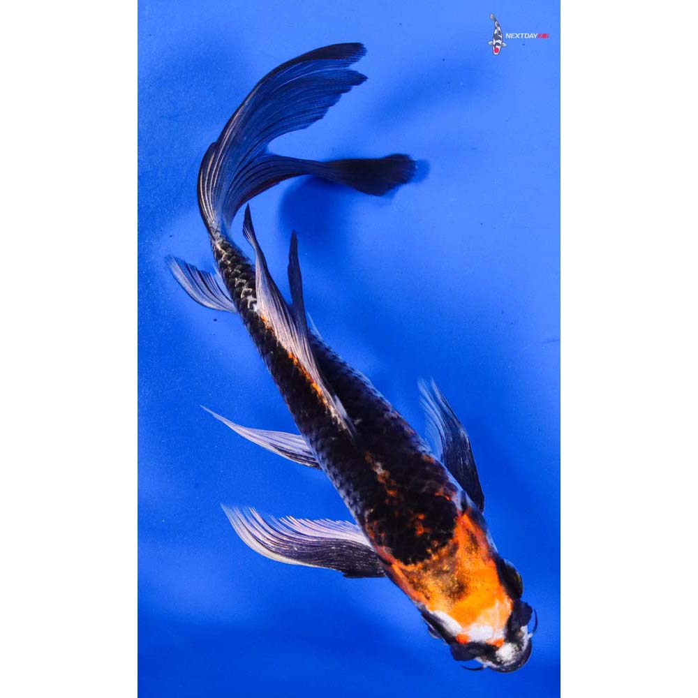 6” Imported Kujaku Butterfly Koi