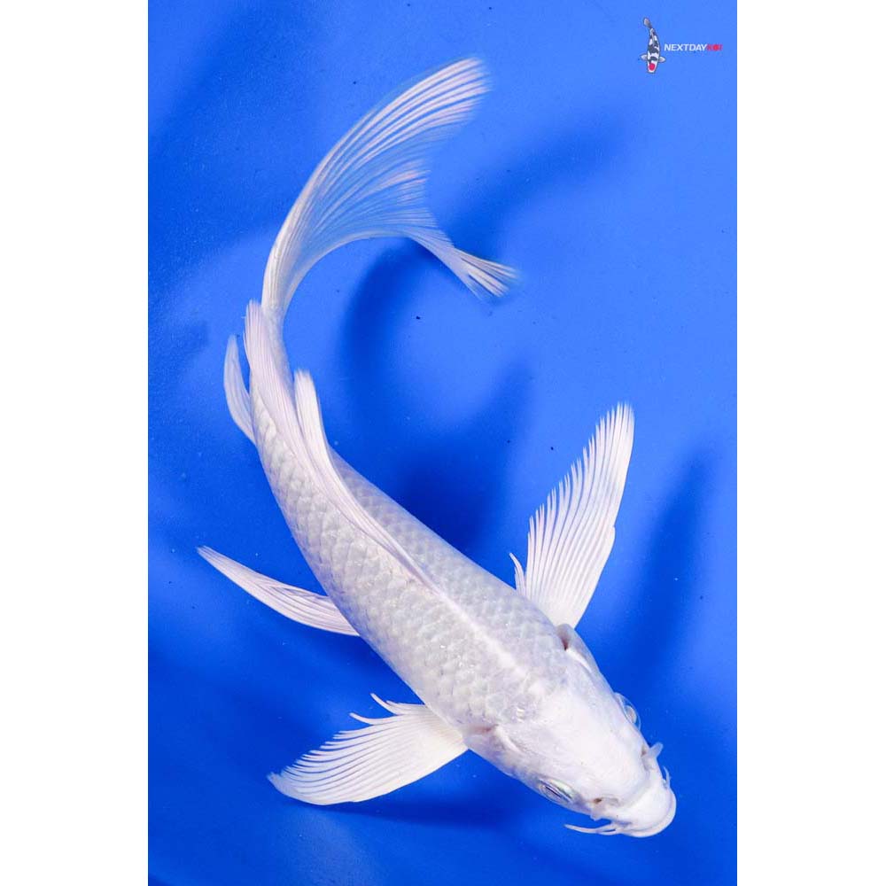 6” Imported Platinum Ogon Butterfly Koi
