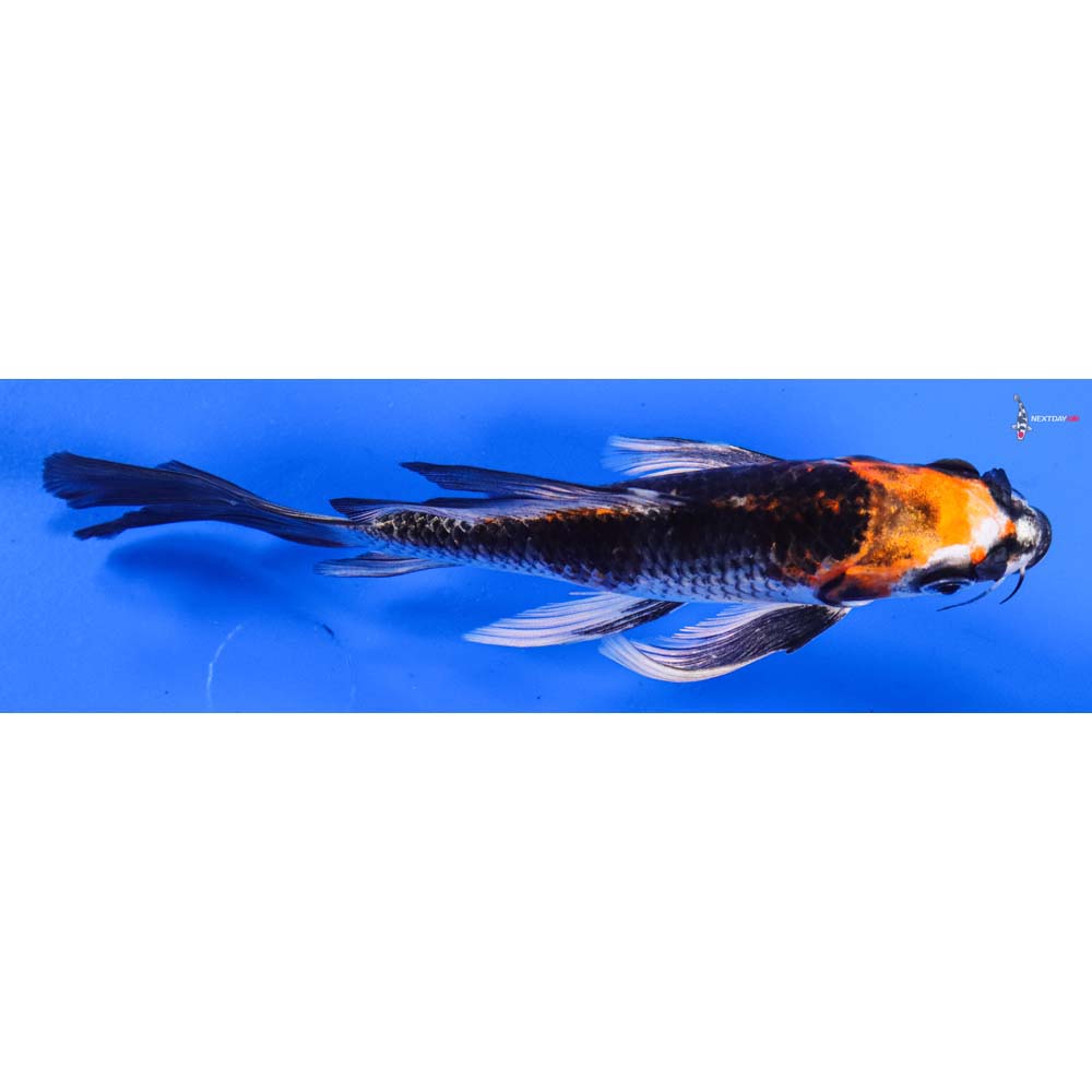 6” Imported Kujaku Butterfly Koi