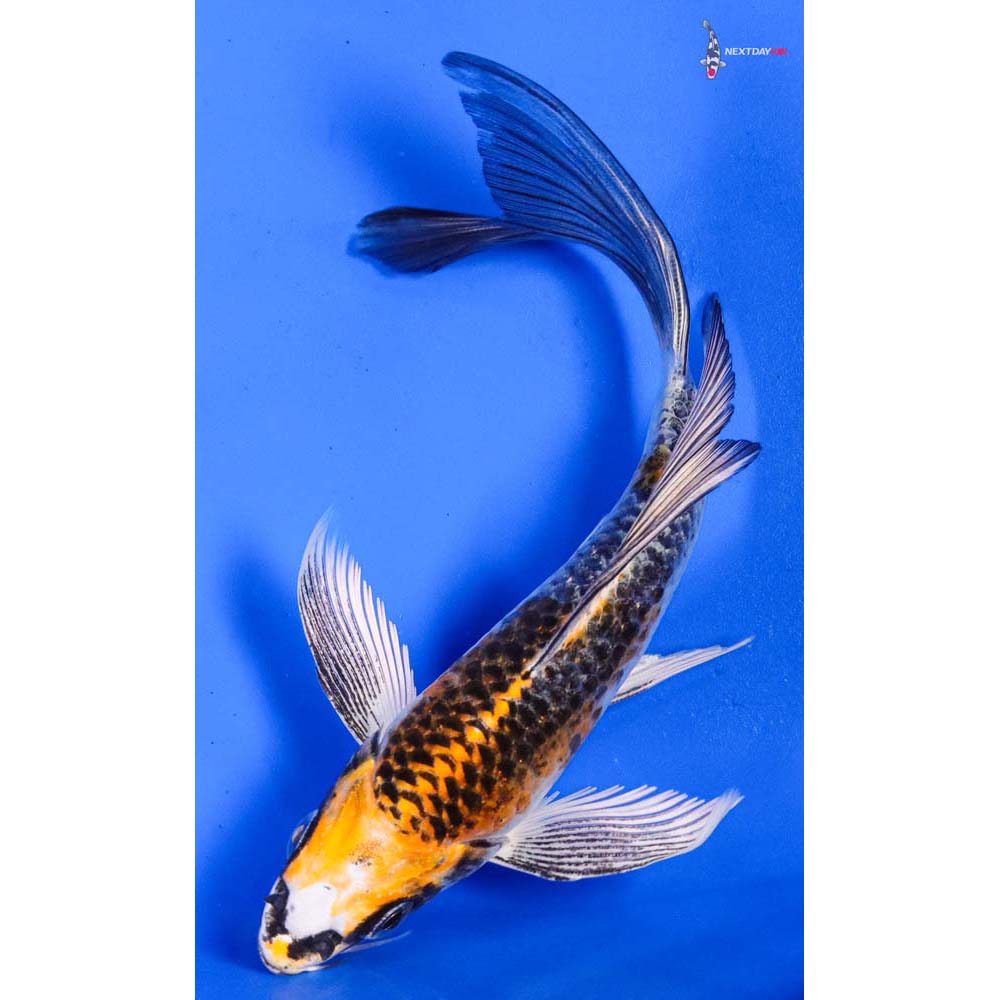 6” Imported Kujaku Butterfly Koi