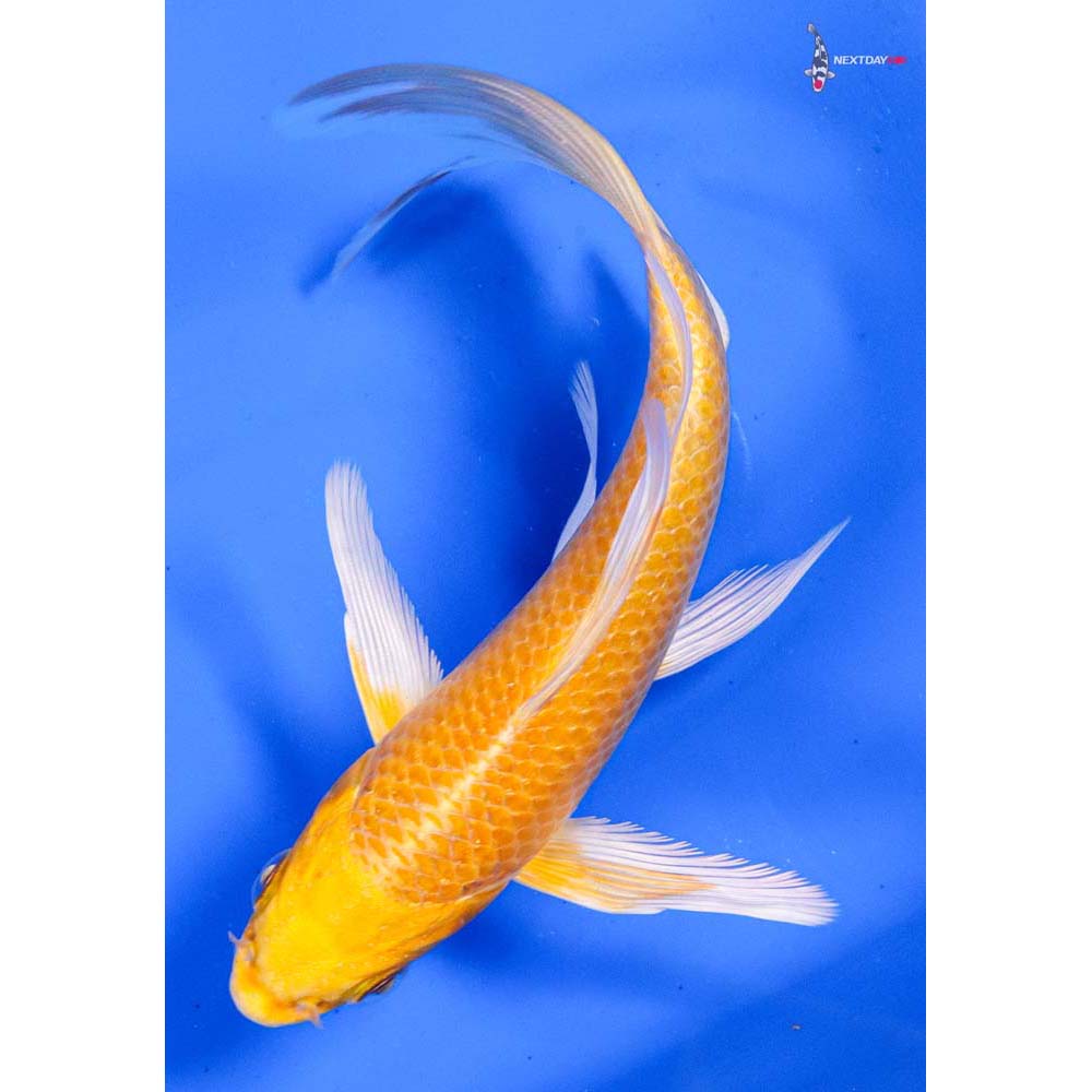 6” Imported Yamabuki Ogon Butterfly Koi