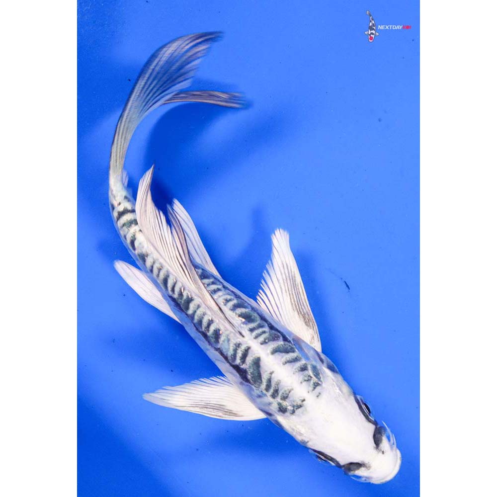 6” Imported Kikokuryu Butterfly Koi