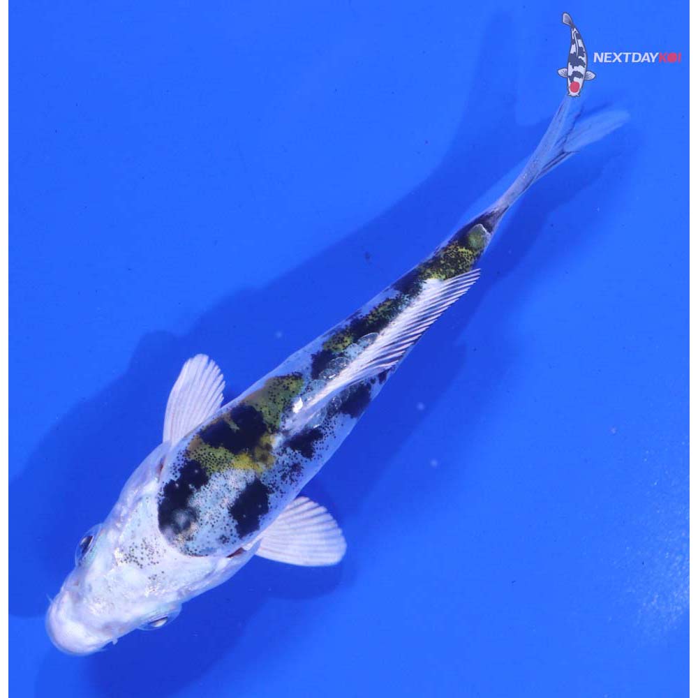 4” Imported Heisei Nishiki