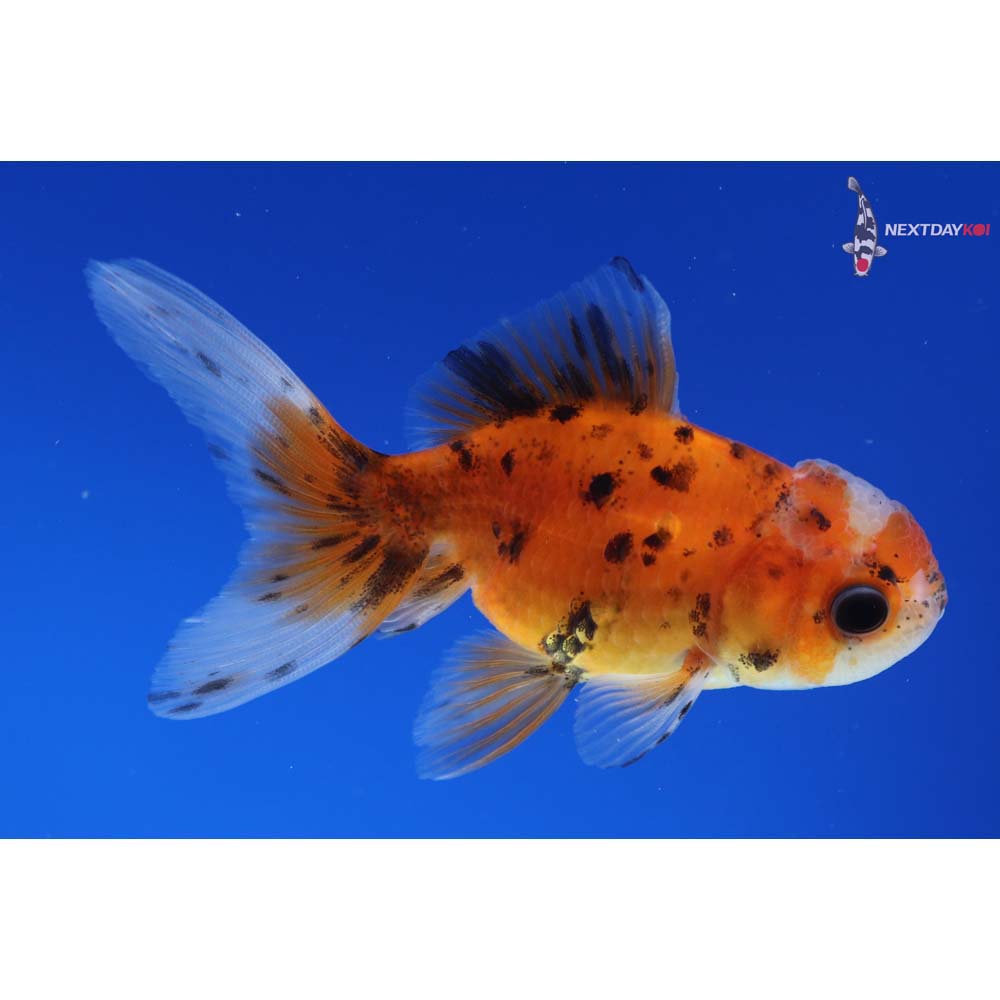 3.5” Imported Calico Oranda