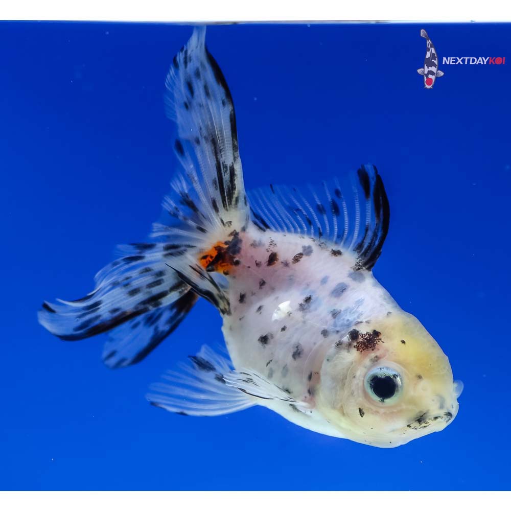 3” Imported Calico Oranda
