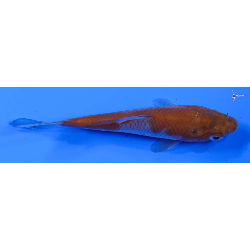 3.5” Imported Ochiba Shigure
