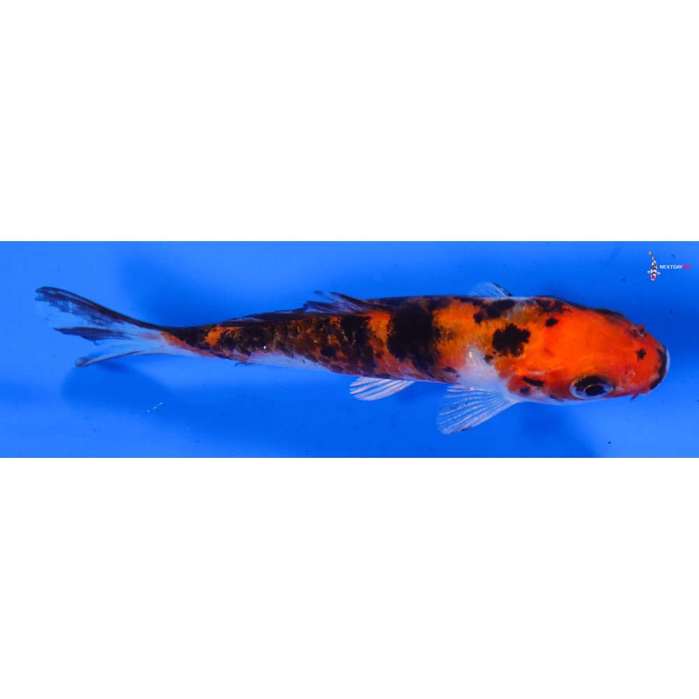 3.5” Imported Sanke