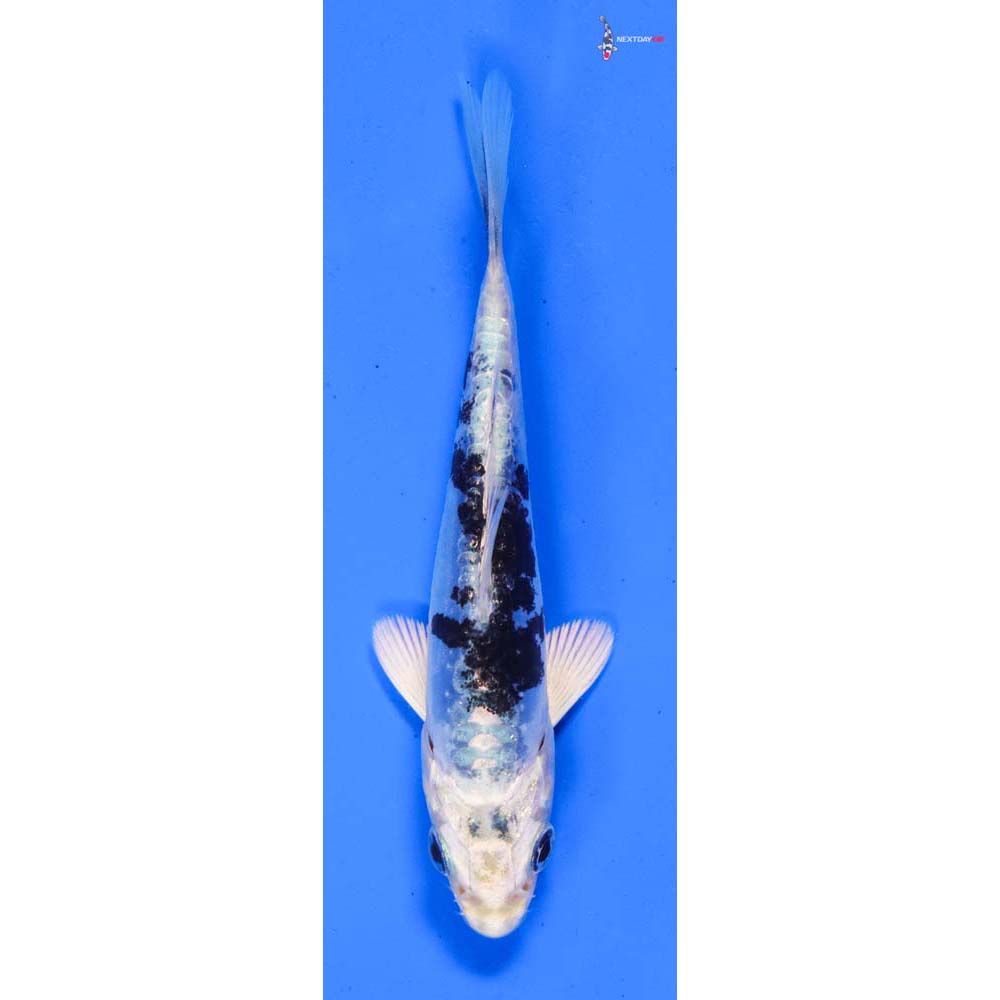 3.5” Imported Doitsu Gin Shiro Bekko