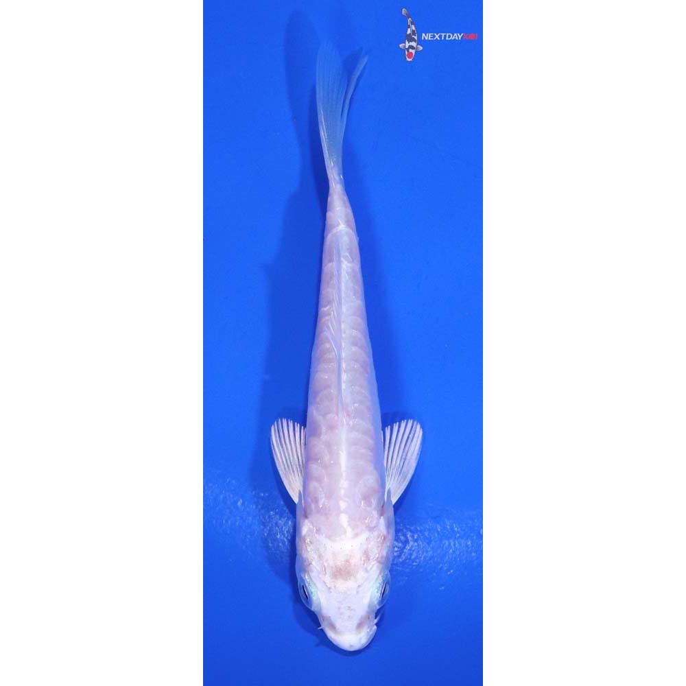 3.5” Imported Doitsu Platinum Ogon