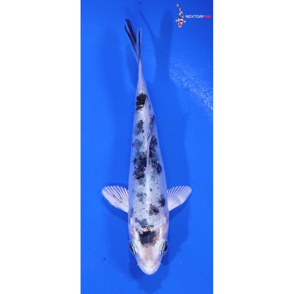 3.5” Imported Gin Shiro Bekko