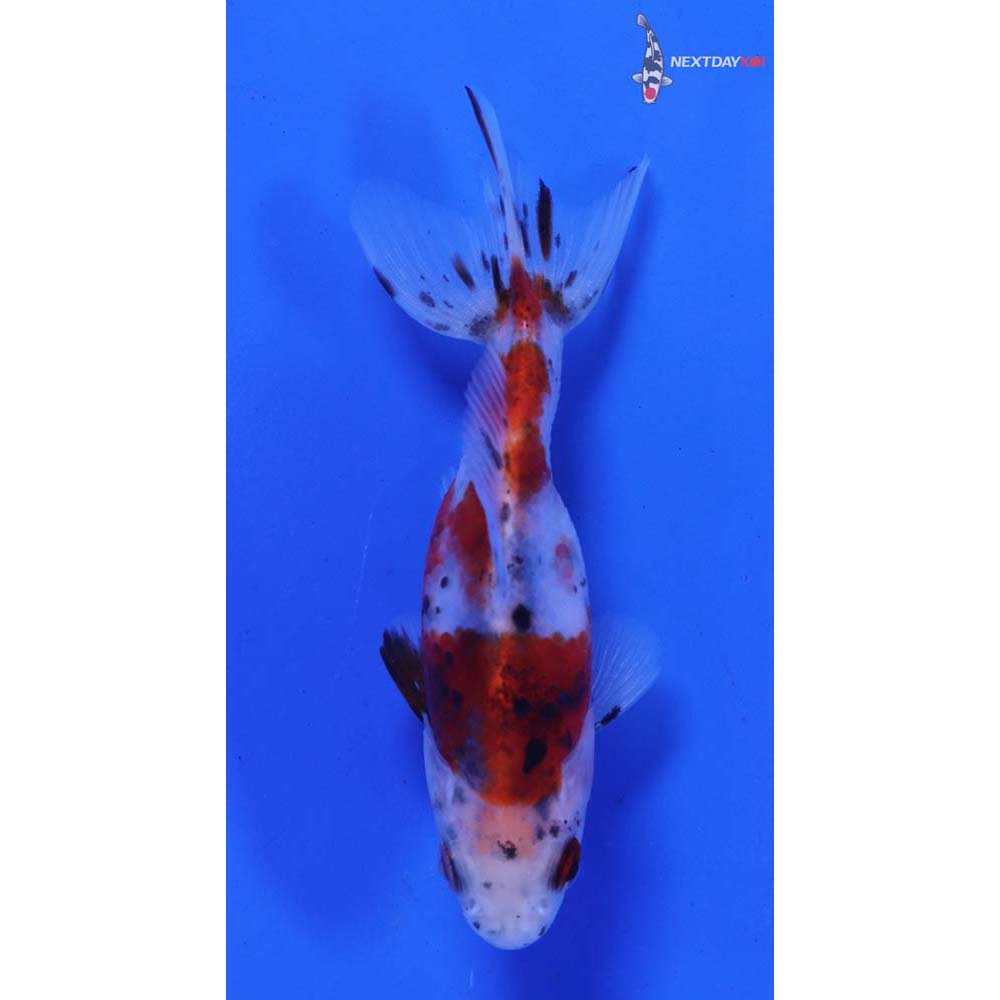 3.5” Imported Calico Wakin