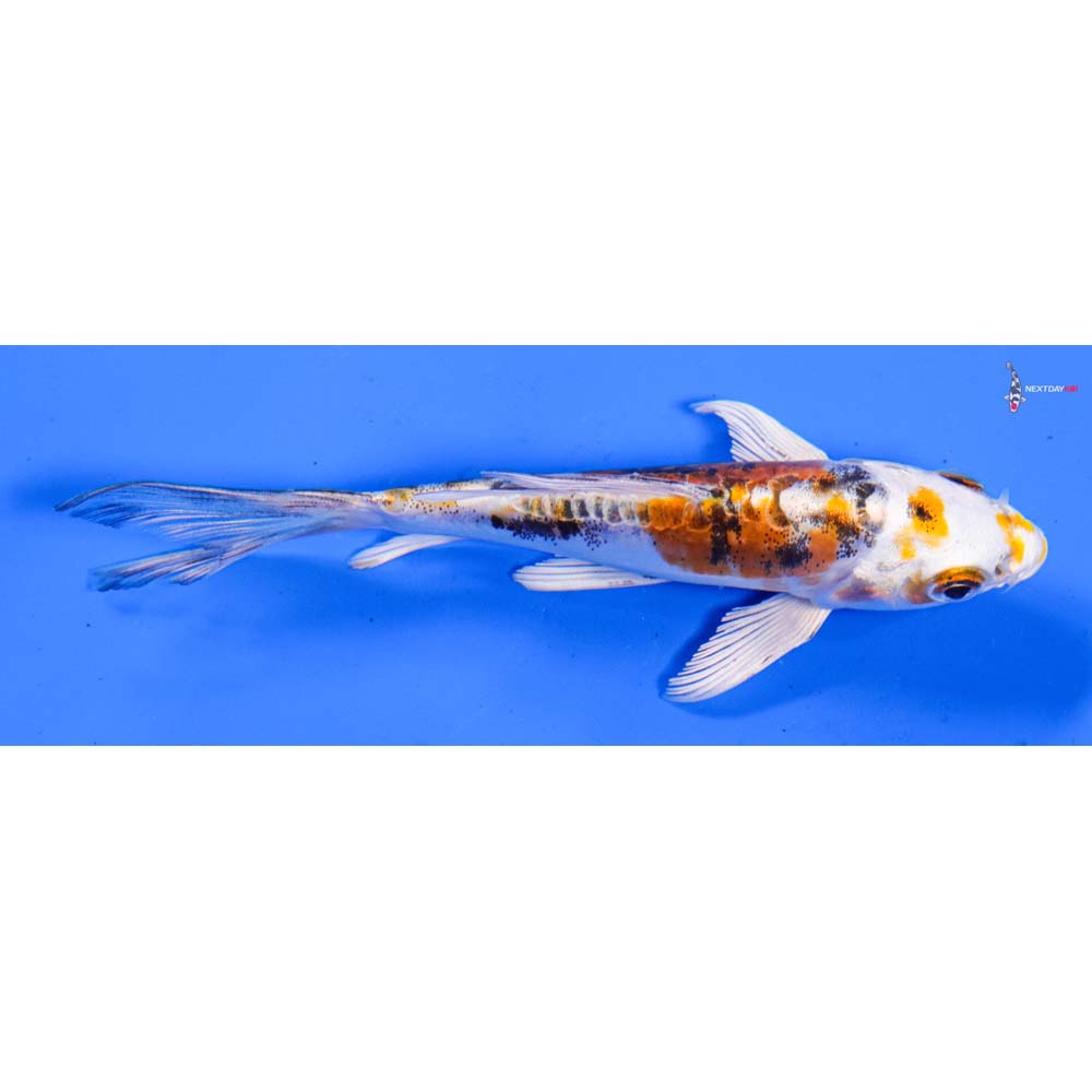 4” Imported Heisei Nishiki Butterfly Koi