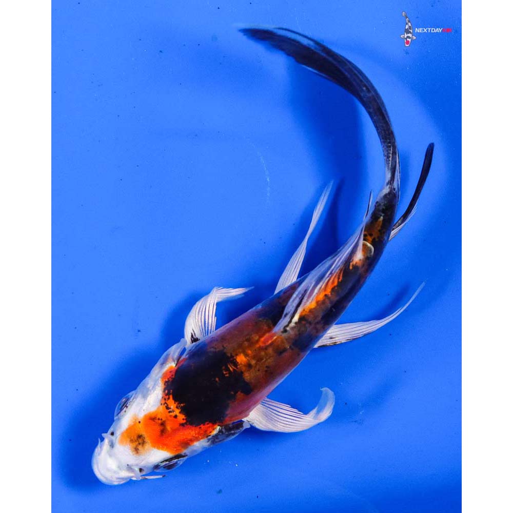 4” Imported Heisei Nishiki Butterfly Koi