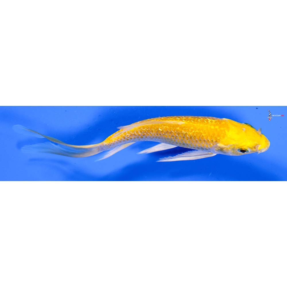 4.5” Imported Gin Rin Yamabuki Ogon Butterfly Koi