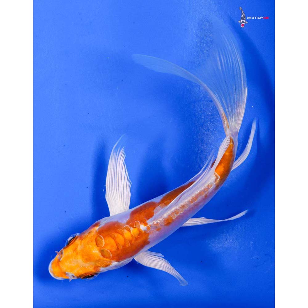4.5” Imported Kikusui Butterfly Koi