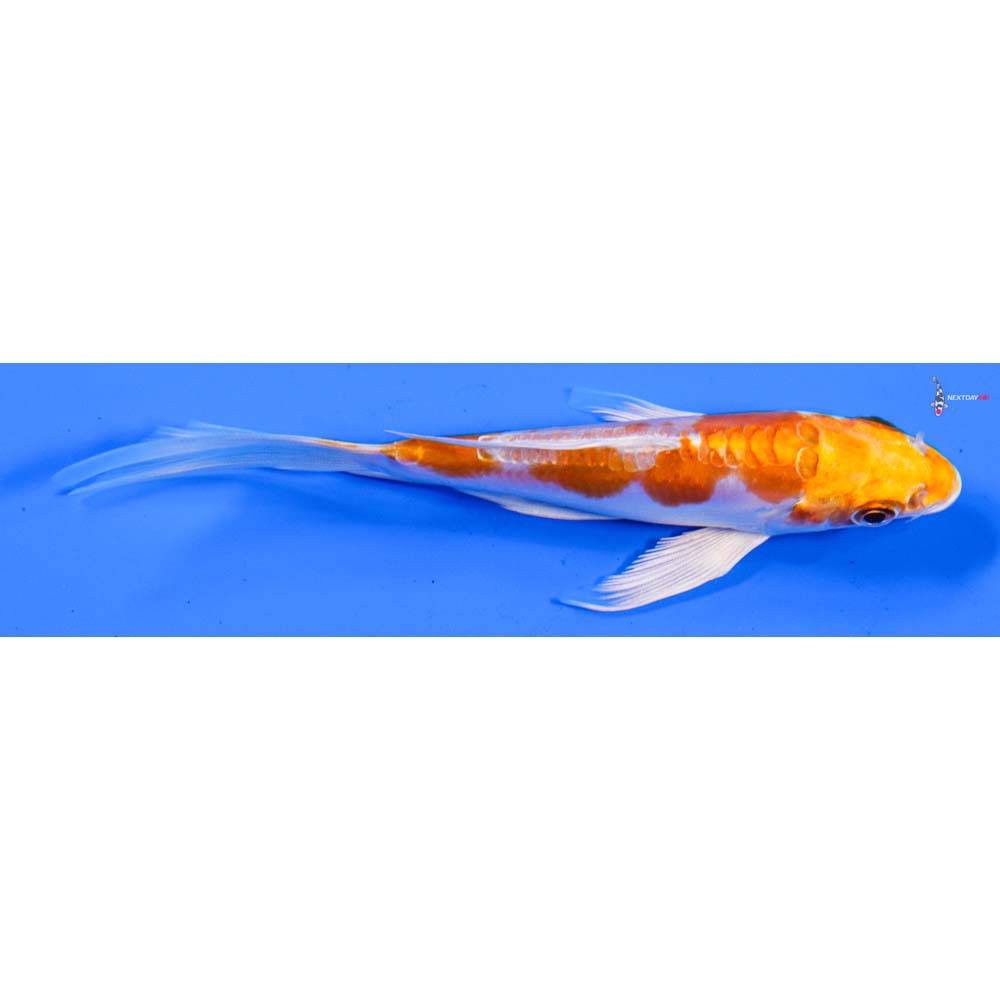 4.5” Imported Kikusui Butterfly Koi