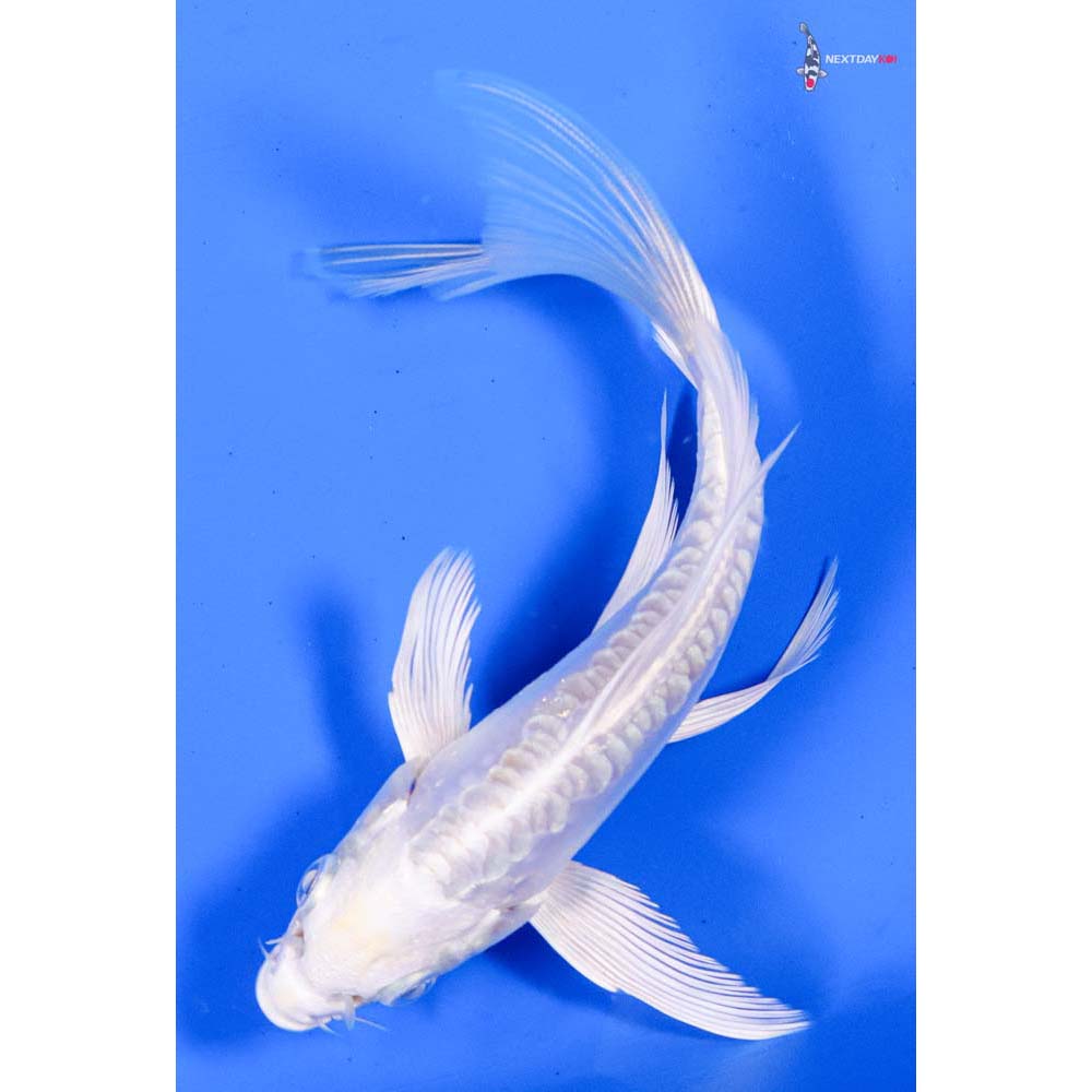 4.5” Imported Doitsu Platinum Ogon Butterfly Koi