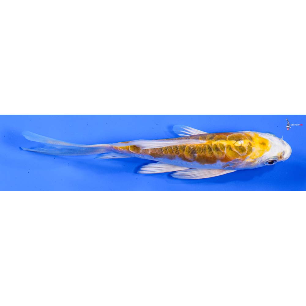 4.5” Imported Heisei Nishiki Butterfly Koi