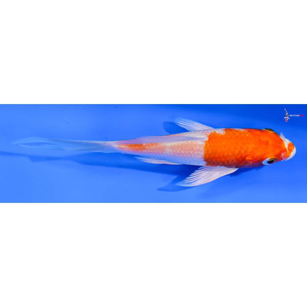 4” Imported Hariwake Butterfly Koi