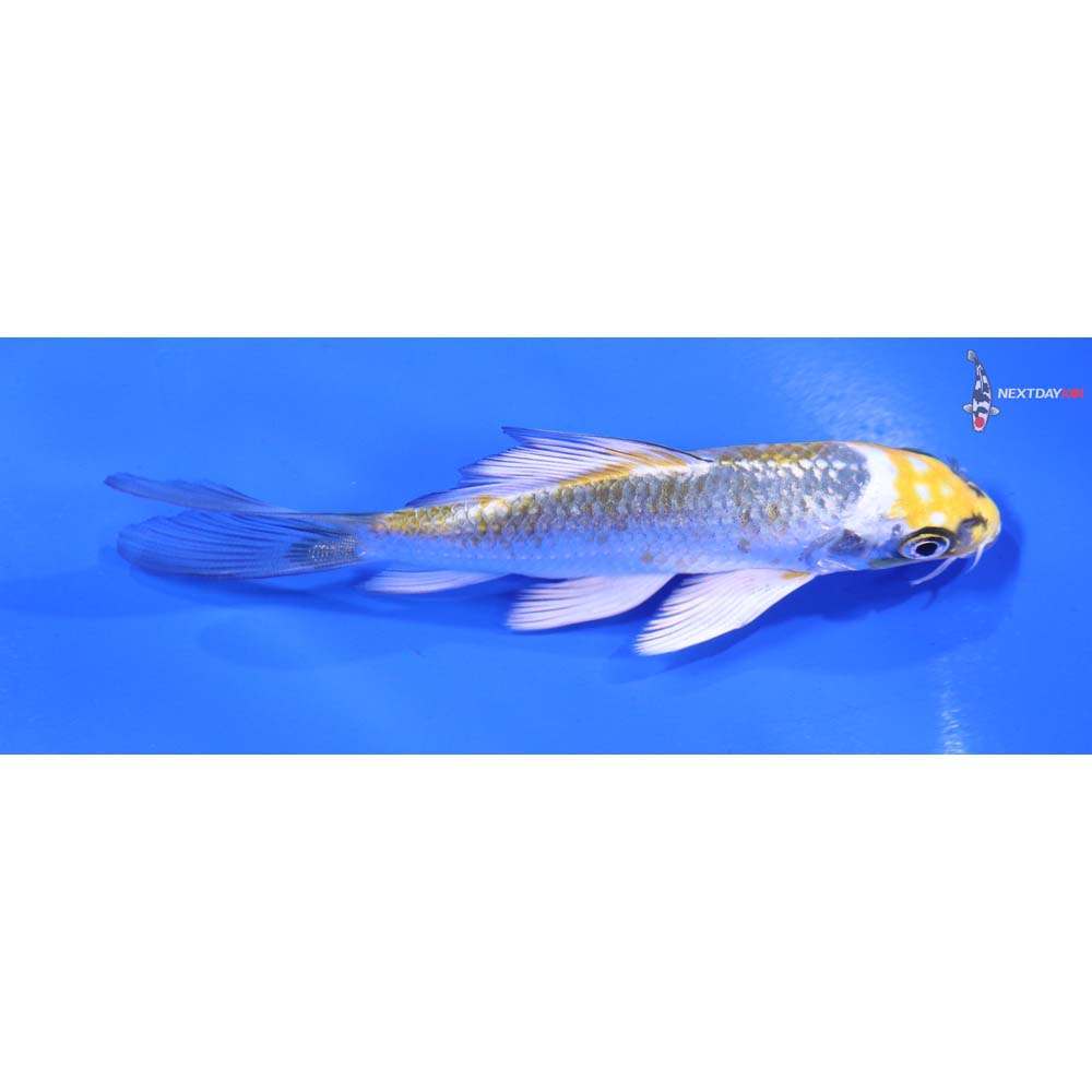 4.5” Imported Kujaku Butterfly Koi