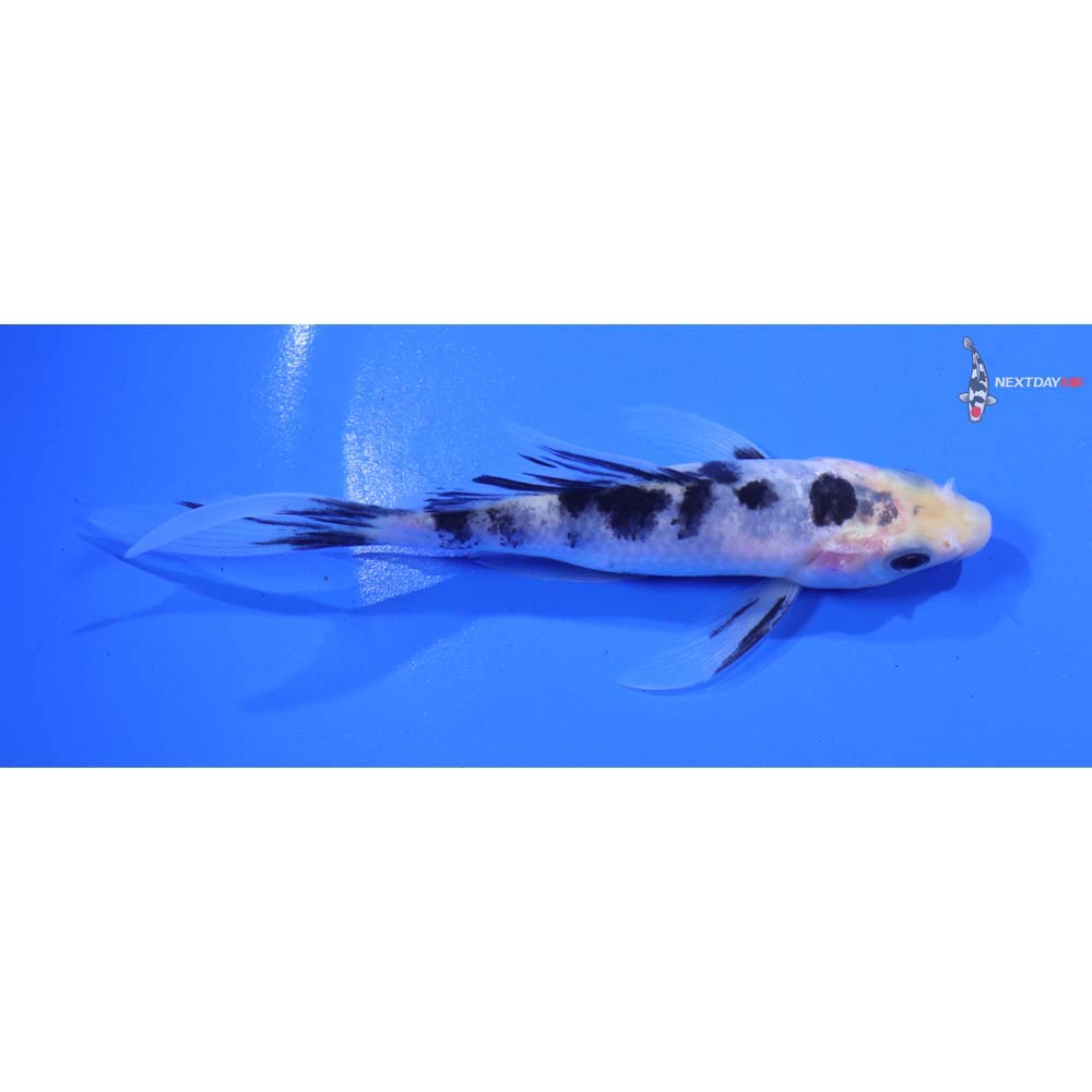 4.5” Imported Shiro Bekko Butterfly Koi