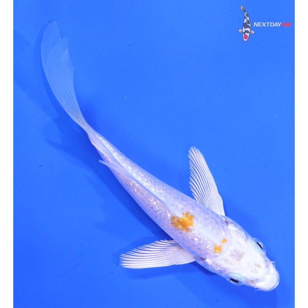 4” Imported Gin Rin Hariwake Butterfly Koi