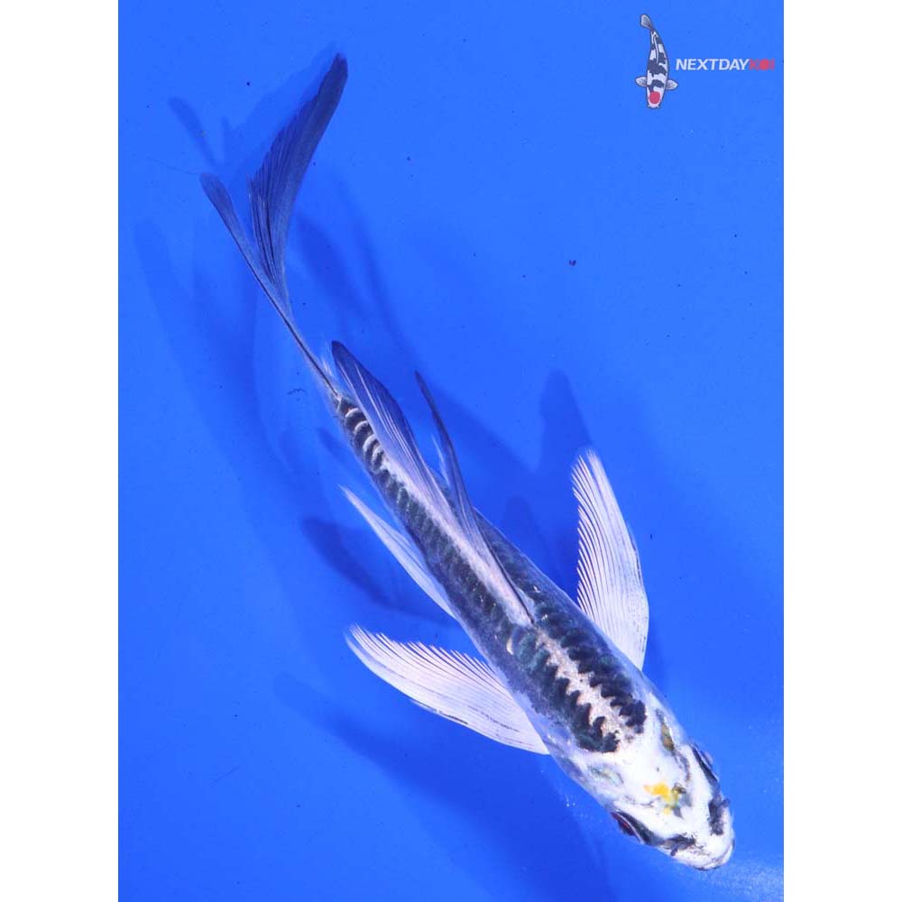 5” Imported Kin Kikokuryu Butterfly Koi