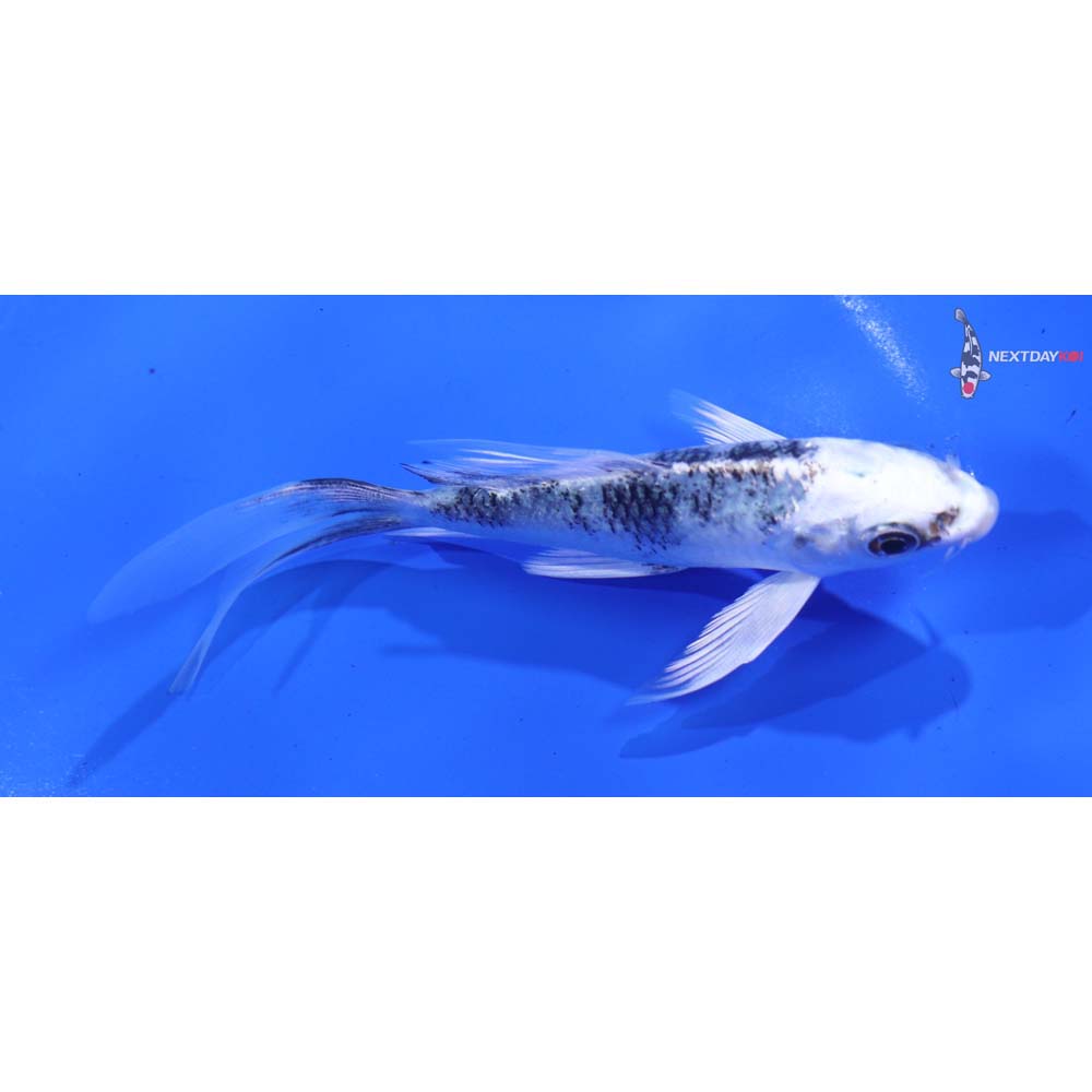 5” Imported Gin Shiro Bekko Butterfly Koi