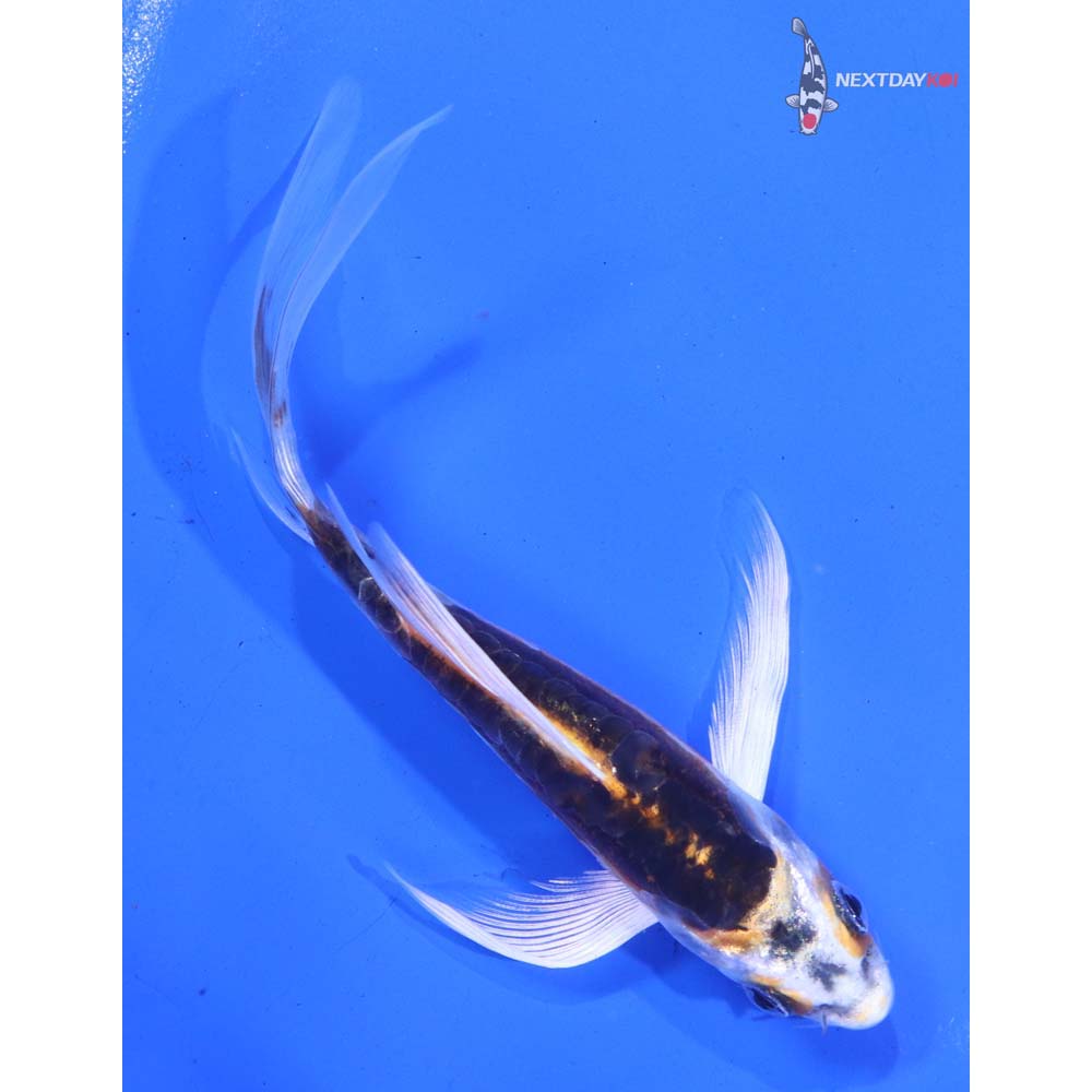5” Imported Kin Kikokuryu Butterfly Koi