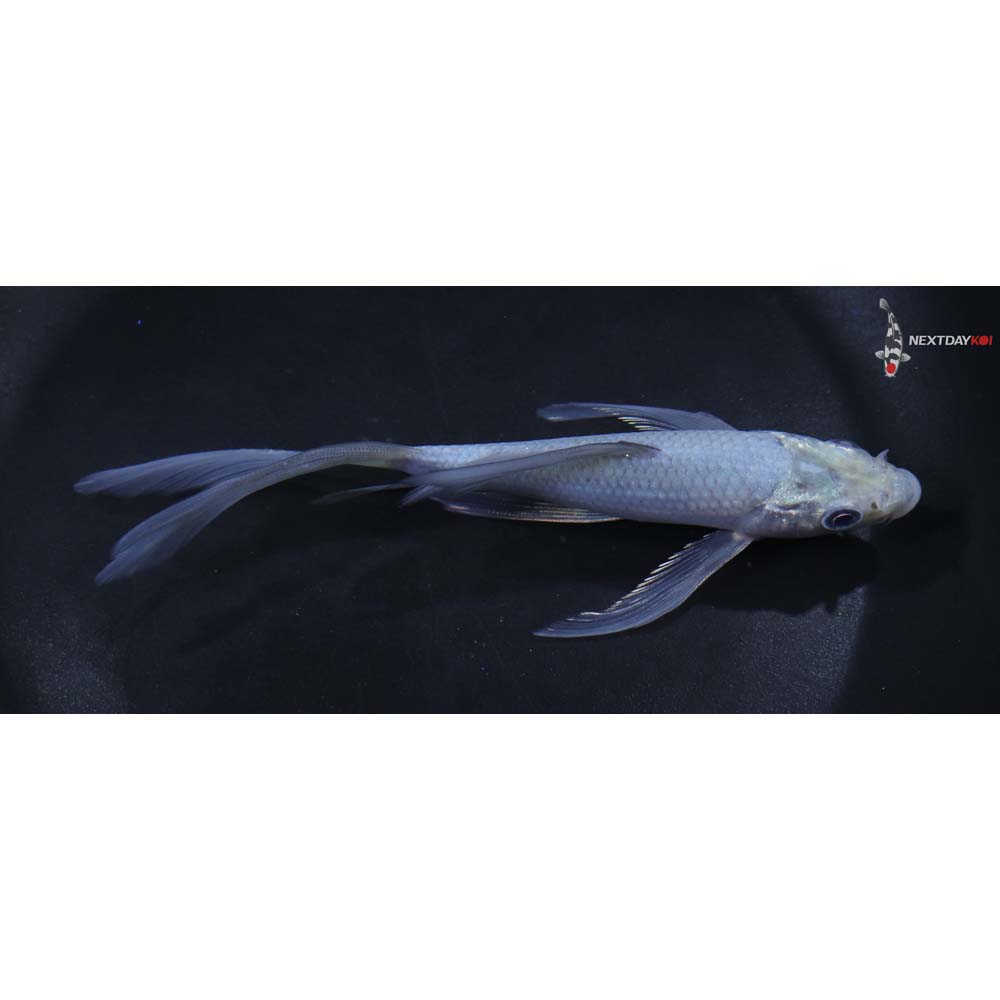 5” Imported Soragoi Butterfly Koi