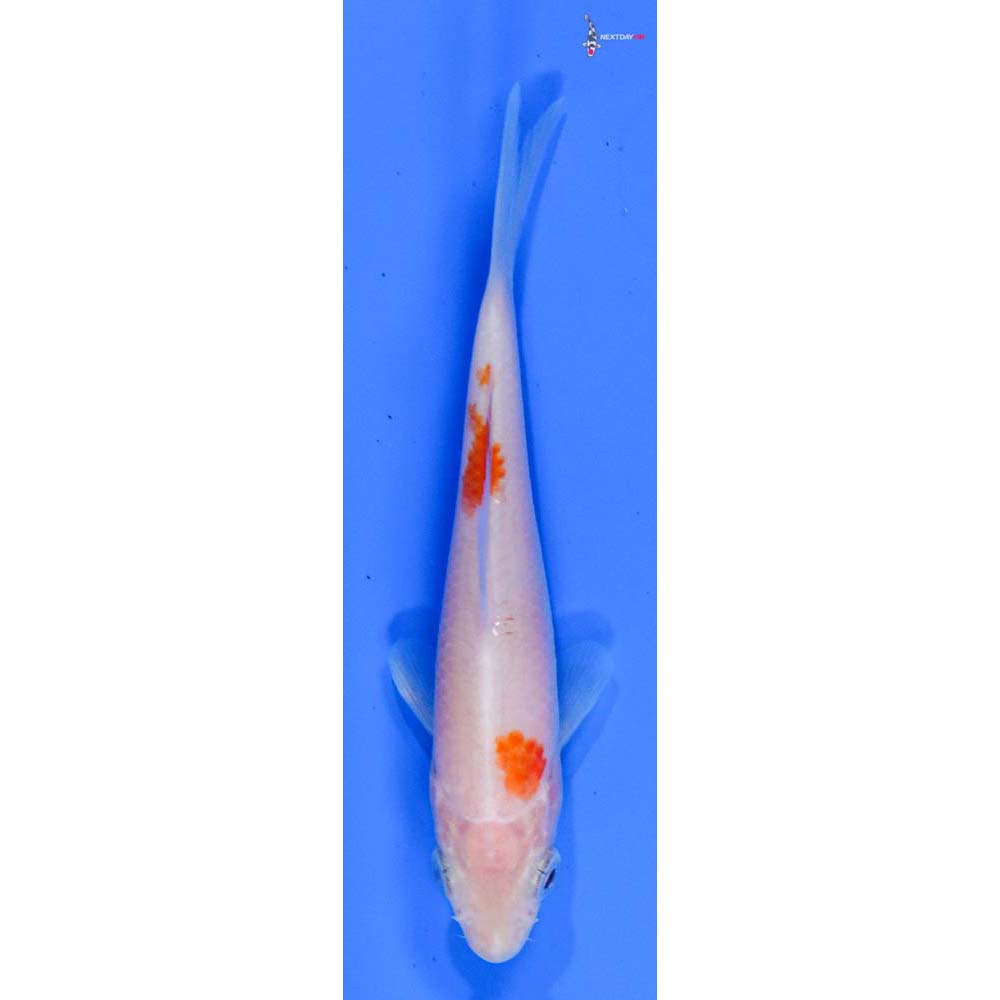 4” Imported Kohaku
