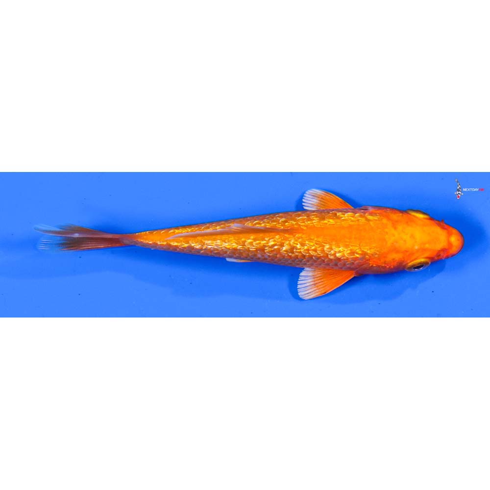 4” Imported Gin Rin Orenji Ogon