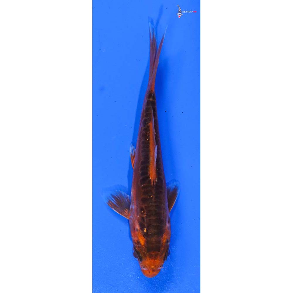 4” Imported Hana Shusui