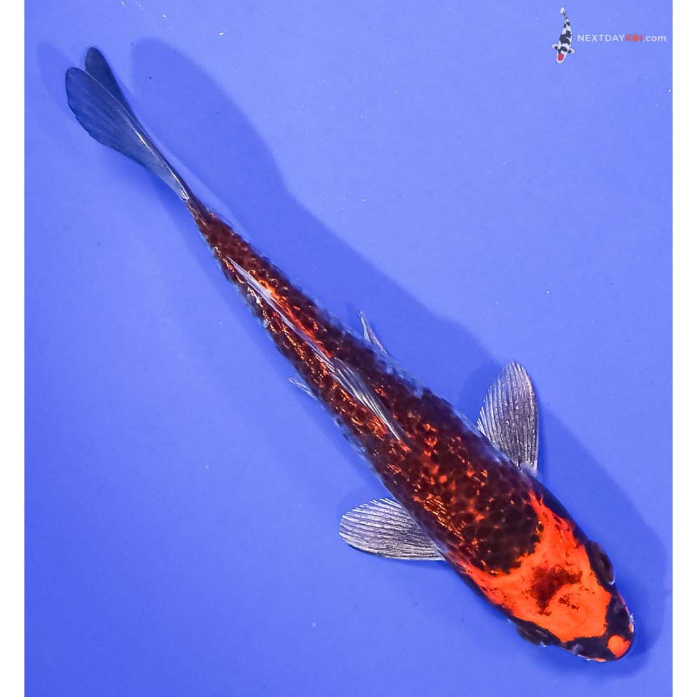 5.5” Imported Gin Rin Kujaku