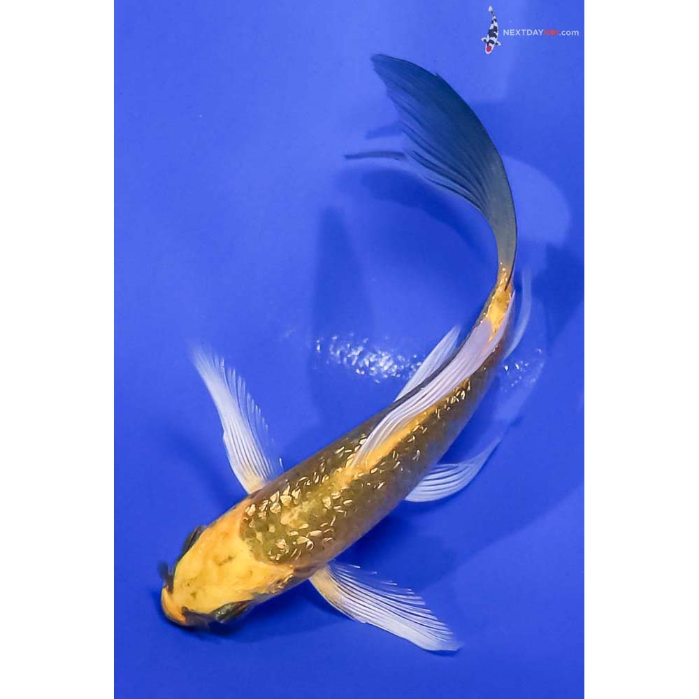 4.5” Imported Gin Rin Ki Matsuba Butterfly Koi